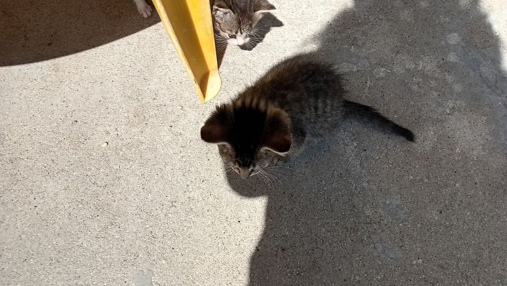 Gatinho para adoção