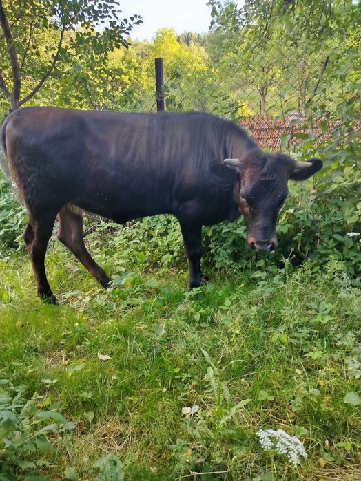 Продається ялівка