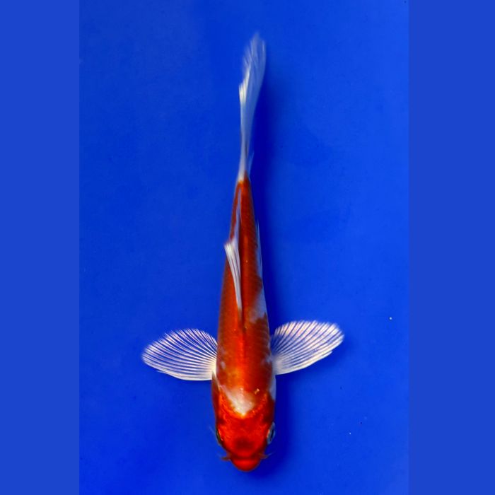 Karpie koi import 2026 Słońsk Dolny