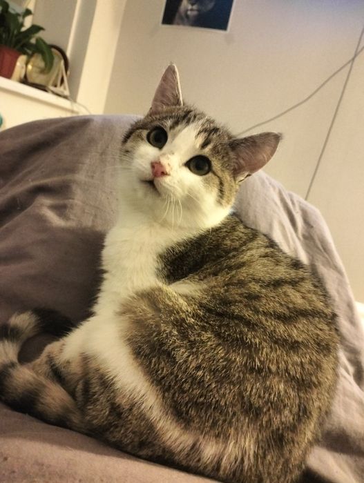 Котик хлопчик шукає дім