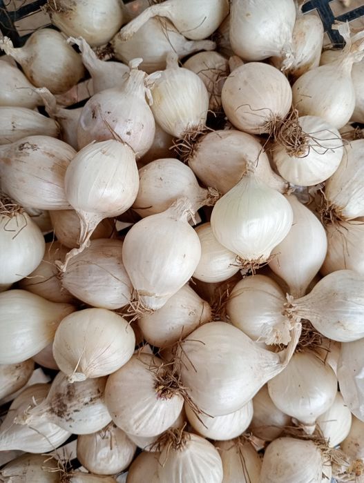 Цибуля-сівок. Тиканка.