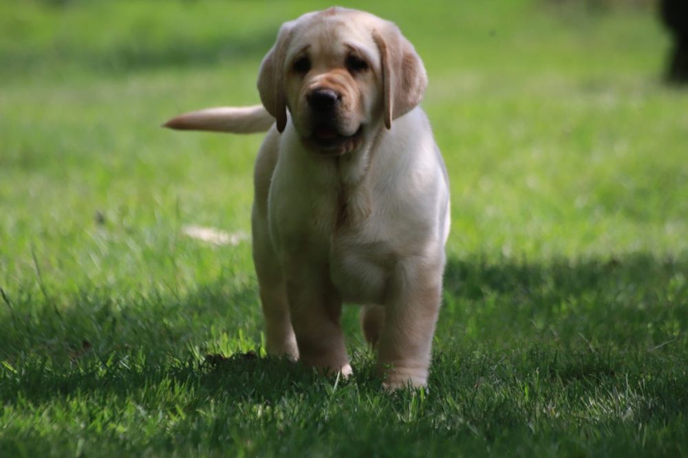 Labrador Retriever - biszkoptowy