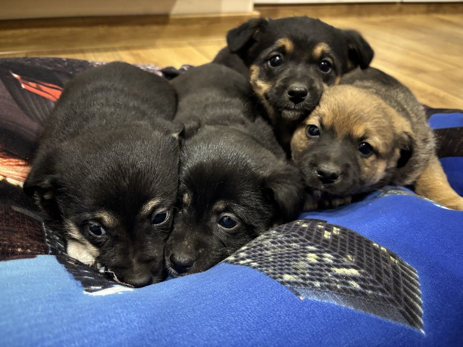 oddam ZA DARMO pieski