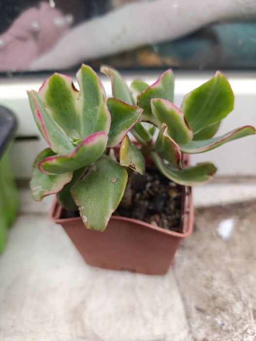 Крассулы, суккуленты