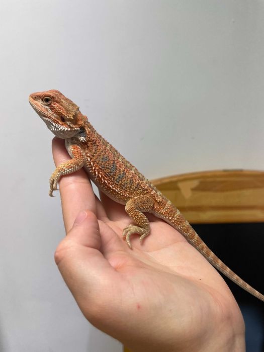 Agama brodata red sklep zoologiczny Gruby Kocur