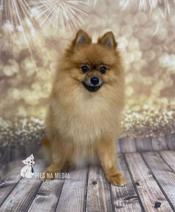 Pomeranian miniaturka