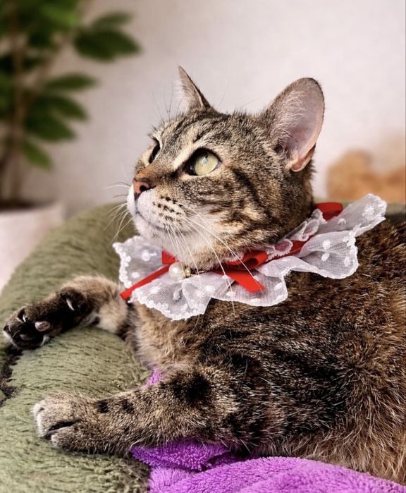 Gatinha para adoção responsável