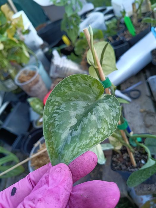 scindapsus dark princess- cięty