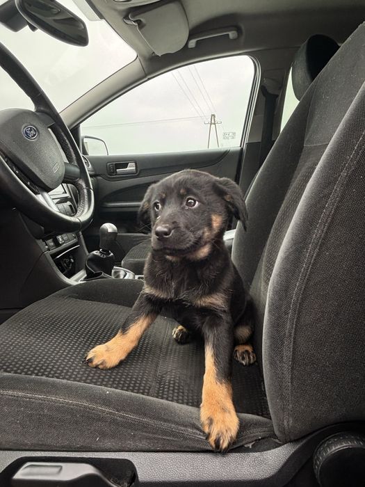 Młoda szuczka szuka domu