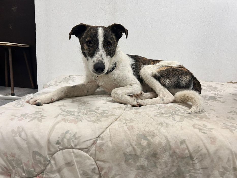 O melhor cão do mundo para adoção responsável