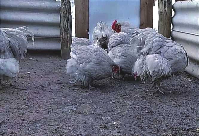 Инкубационное яйцо от кур Орпингтон Лаванда