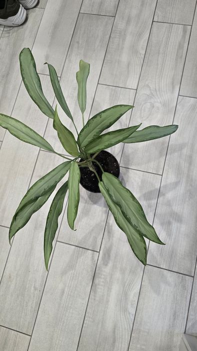 В продажі аглонеми