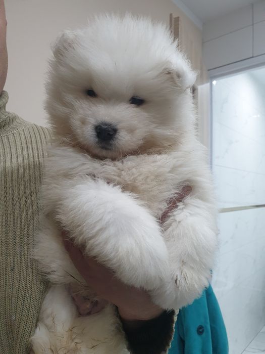 Samoyed / Samojed piesek