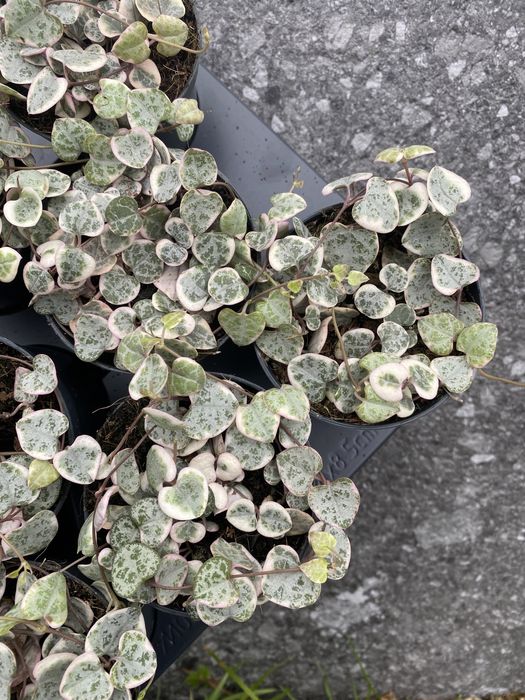 Церопегія Вуду Варієгатна , Ceropegia Woodii Variegata