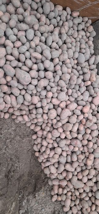 Ziemniaki VINETA i  Balerossa