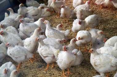 ІнкубацІйнІ яйця -  ШЕЙВЕР БРАУН