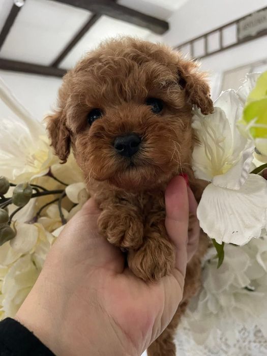 Малюк вашої мрії, хлопець той пудель