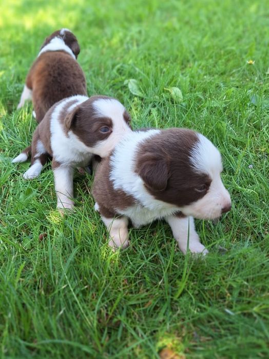 Border Collie dziewczynka Czekoladowo-Biała