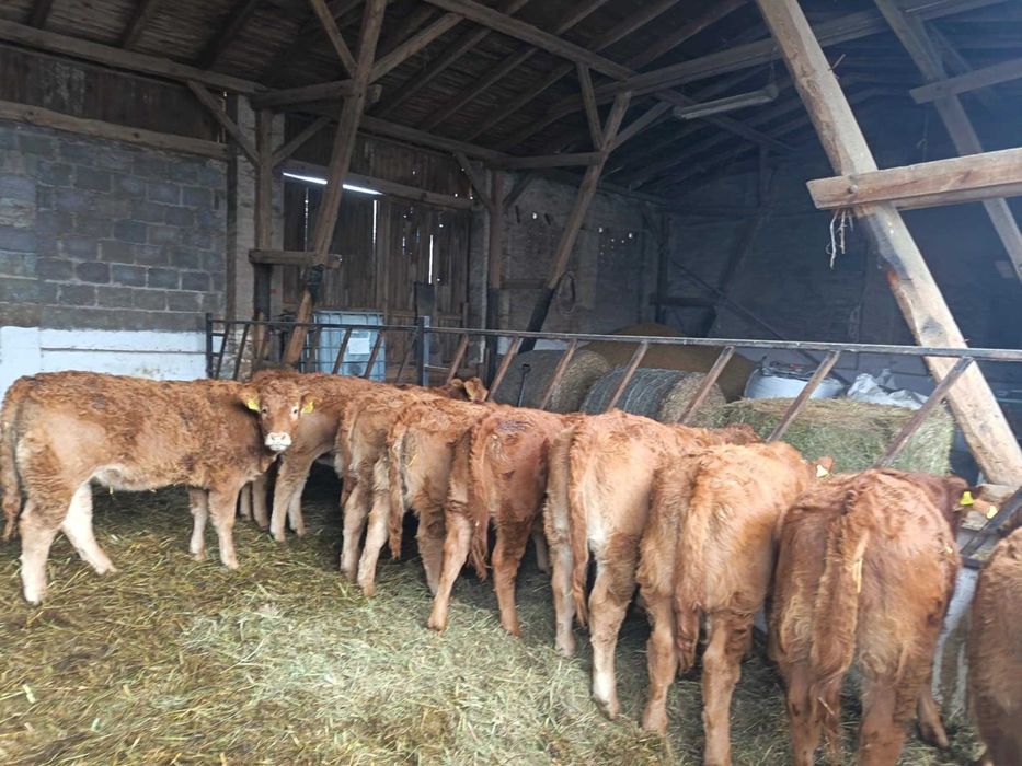 Jałówki mięsne limuze