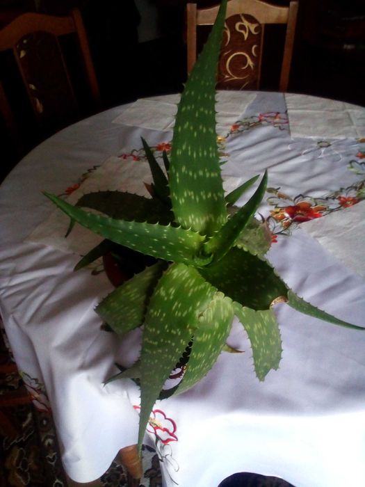 Алоє Вера рослини