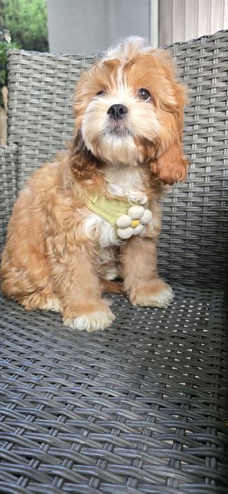 Cavapoo / chłopiec