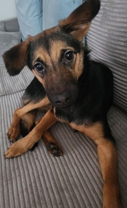 Karmi na dniach trafi z kanapy do schroniska