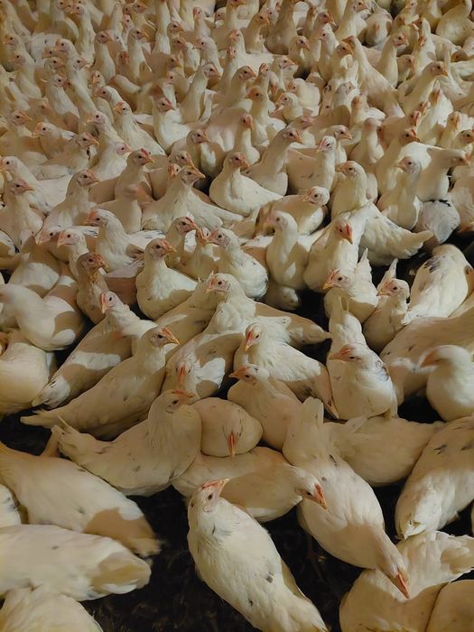 Kury nioski sendi I lohman + rossa