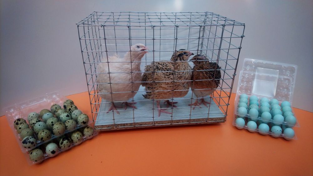 Інкубаційне  яйце  перепілок  Техас та Селадон. Перепілки Целадон.