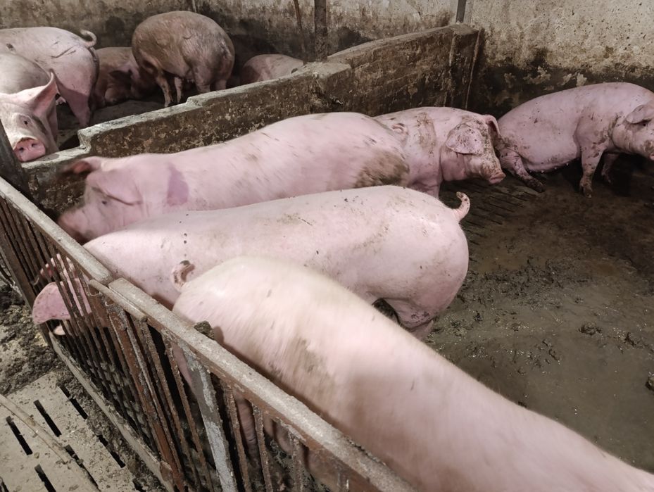 Продаються Свині жива вага 90  вага 170++