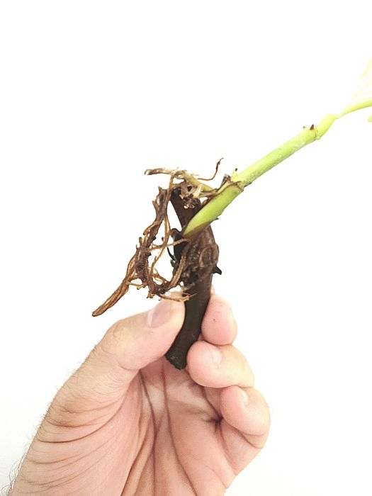 Philodendron Florida Ghost