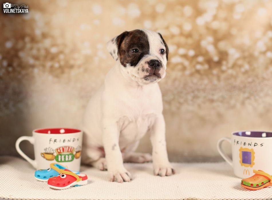 Стаффордширський бультер'єр