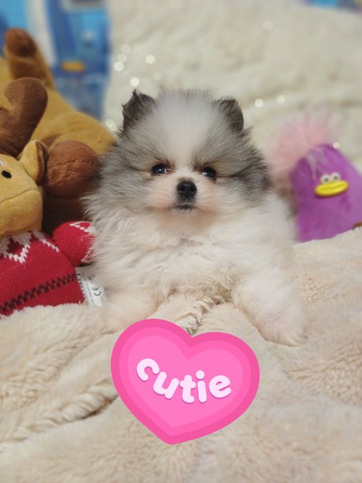 Дівчинка шпіц ексклюзивна