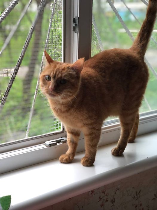 Котик Рудик бесплатно