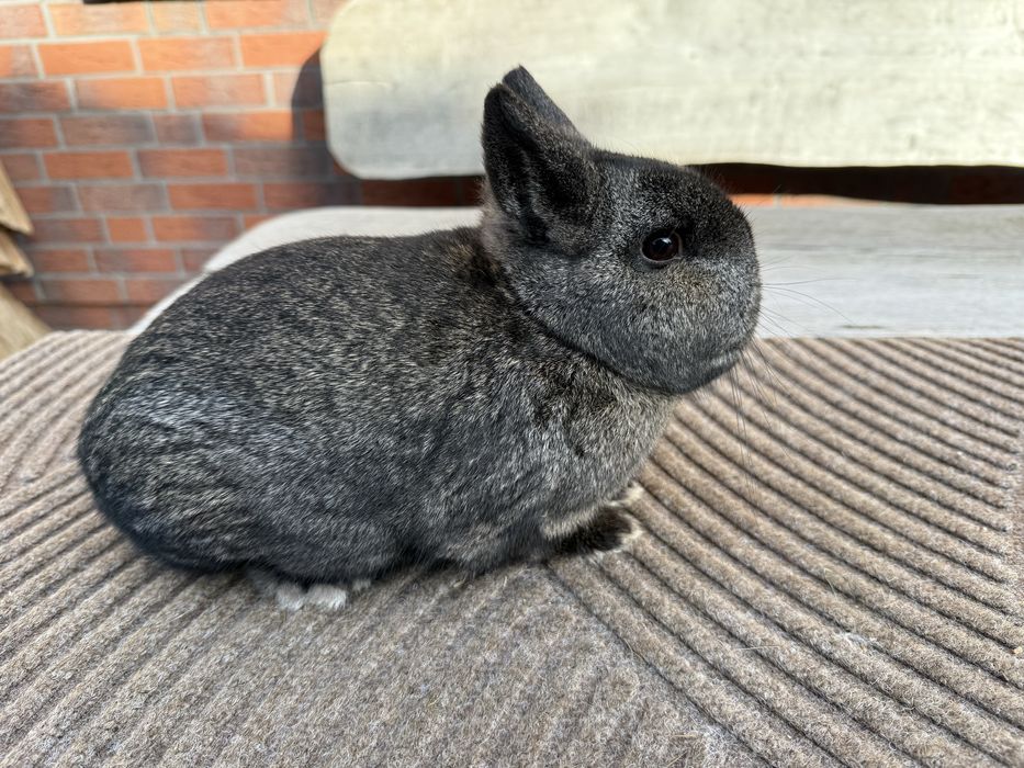 Karzelek żelazisty samiec