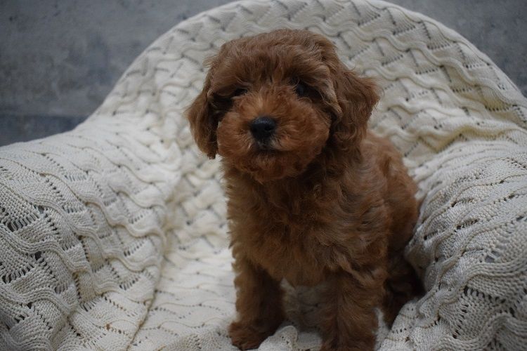 MINI RED Maleńki piesek pudel toy płowy ZKwP FCI