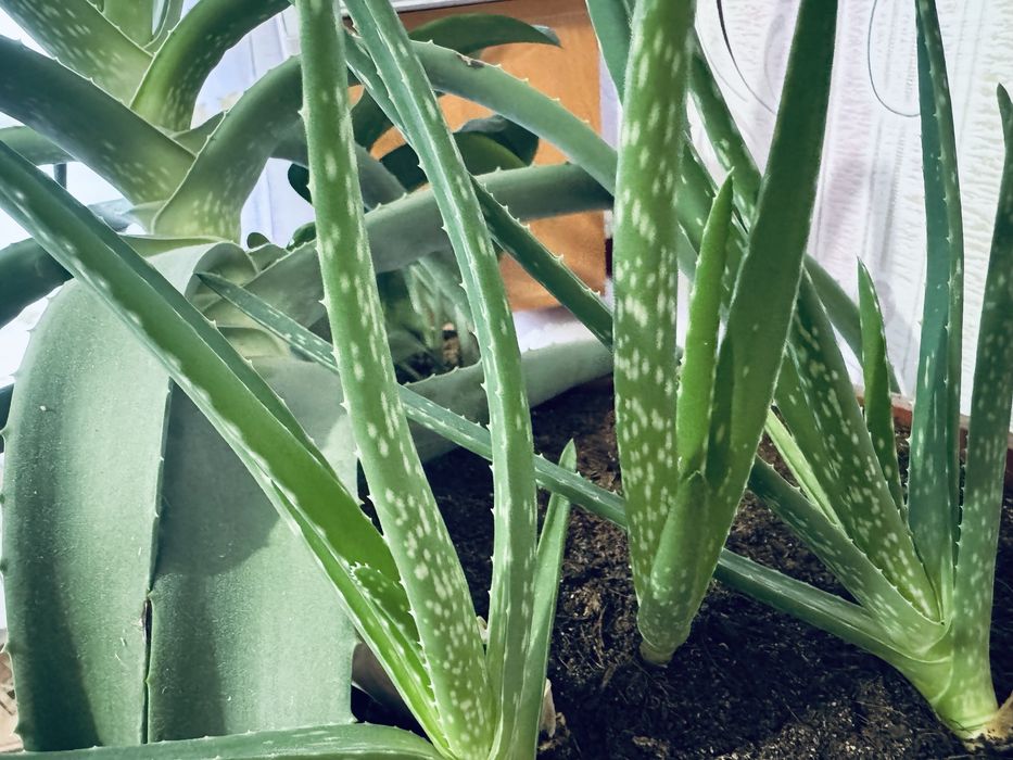 Продам алое ( большой и отростки)