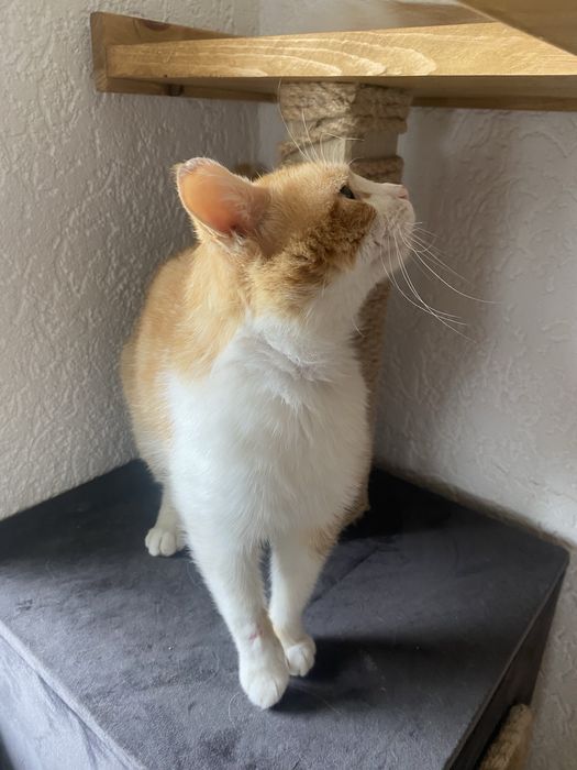 Rudzik poleca się do adopcji