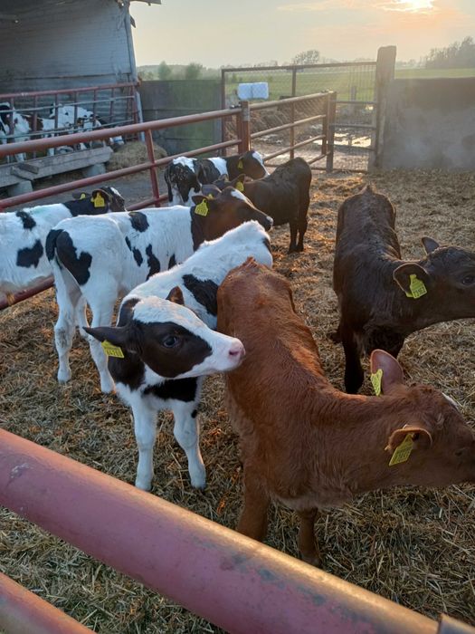 Rolnictwo Giełda zwierząt bydło