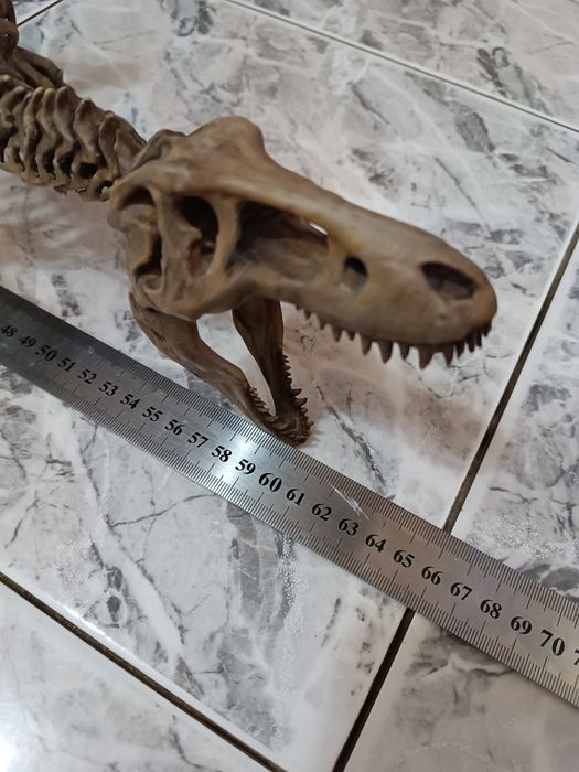 Скелет тиранозавр Рекс. T-Rex