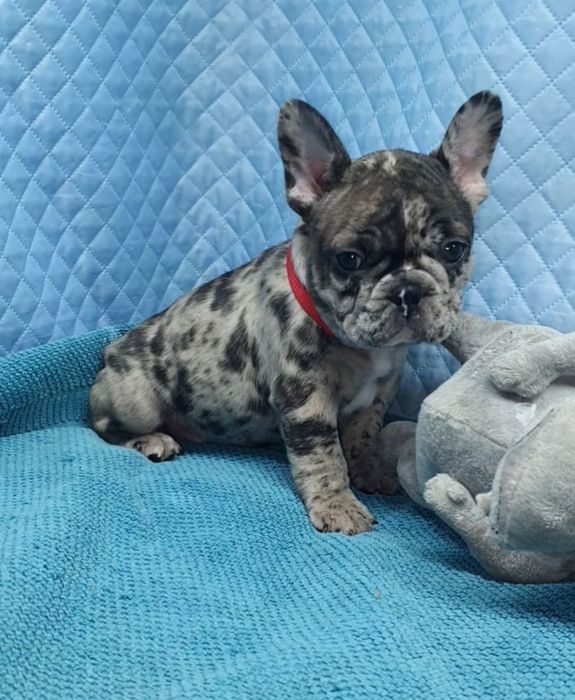 Французики генні карапузики