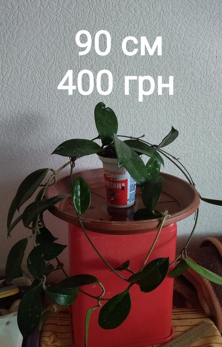 Хоя в пластиковом стаканчике