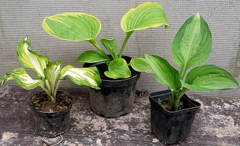 Hosta, Funkia, różne odmiany