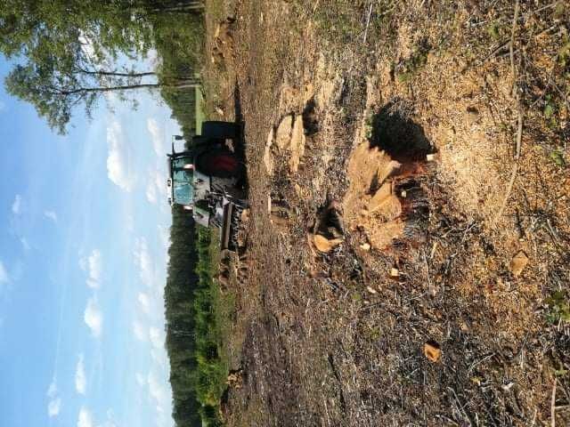 wycinka drzew,lasów/rekultywacja/głęboko/rębak/frezowanie/karczowanie