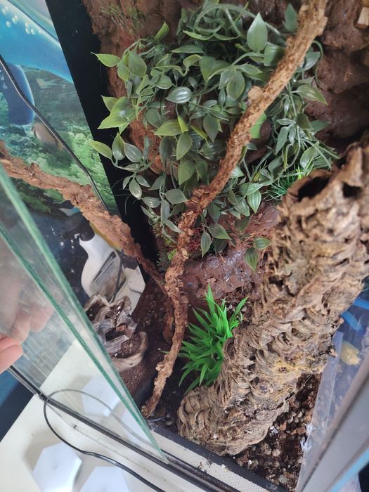 Terarium dla gekona ożeśowego