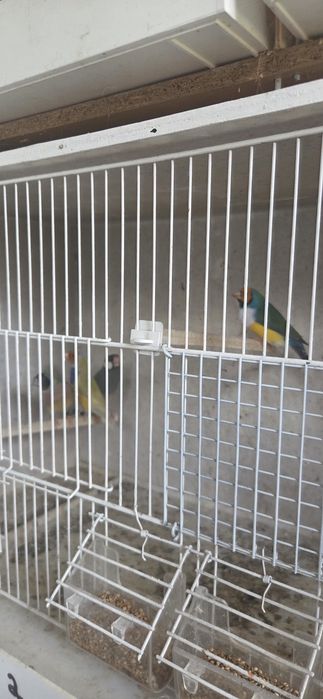 Diamantes gould 2026/ pardal de java