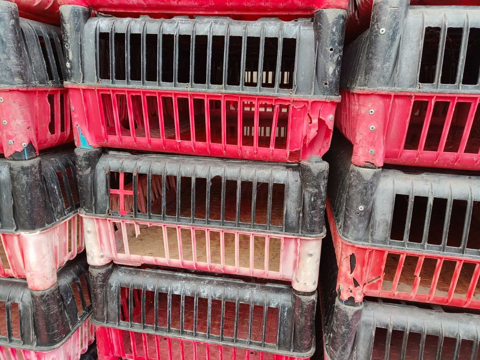 Klatki dla ptaków drobiu skrzynki pojemniki kury kaczki brojlery katex