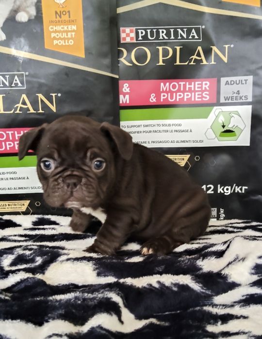 Bulldog Francês Chocolate