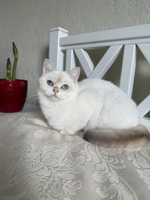 Золотий поінт хлопчик