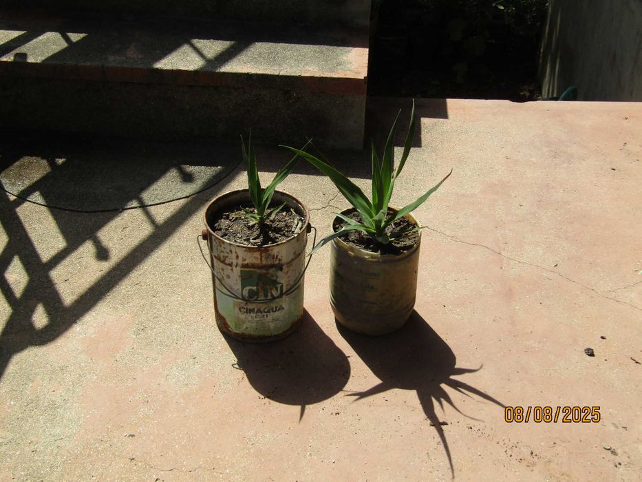 plantas de jardim