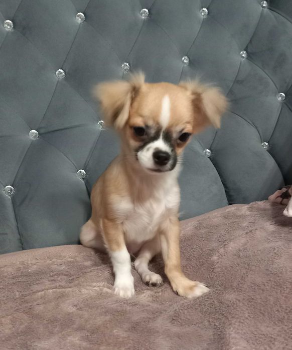 Piesek Chihuahua